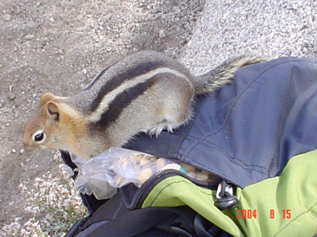 Squirrl with Graham's Lunch