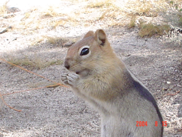 Squirrel eating Graham's lunch